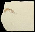 Cretaceous Fossil Shrimp - Lebanon #69984-1